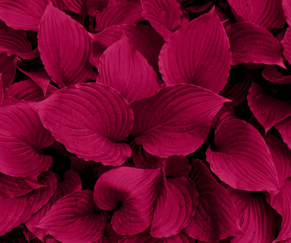 Farba roku 2023: Magenta ovládla aj EGNE šperky